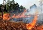 9,6 H Lahan di Aceh Barat Terbakar Habis