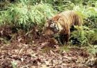 Petani di Lampung Tewas Diduga Diterkam Harimau