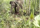 Gajah Liar di Aceh Barat Rusak Perkebunan Warga