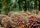 Harga Sawit Riau Naik 1,77 Persen, Petani Senang