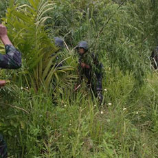 Yonif 406/CK Temukan Ladang Ganja di Keerom Papua